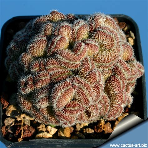 Great savings & free delivery / collection on many items. Mammillaria compressa cv. "Yokan"