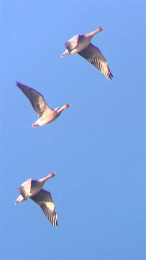 Ceredigion Birds Ynyslas Today