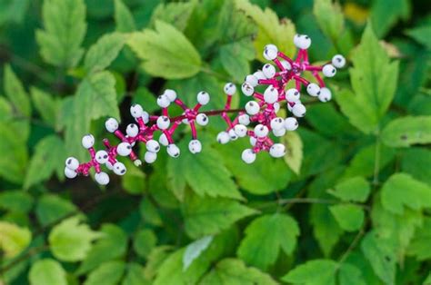 The Shade Loving Flowers The White Baneberry Dig It Right Dig It Right