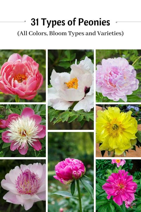 31 Types Of Peonies All Colors Bloom Types And Varieties Peonies