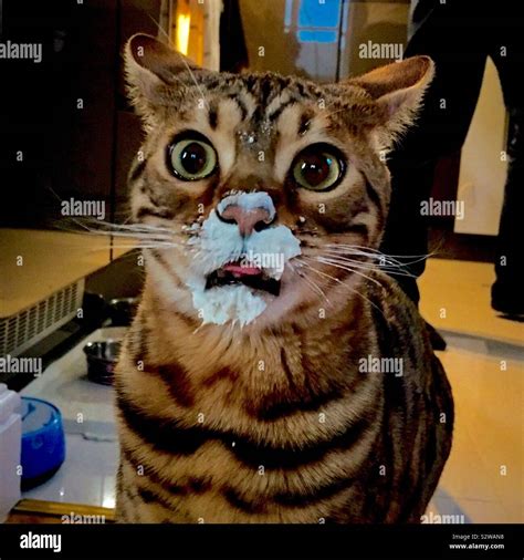 The Cat That Got The Cream Stock Photo Alamy