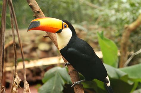 Some blend in with their surroundings, while others show off a wildly eclectic palate of bright colors, spots, and patterns. Tropical Rainforest - Habitats