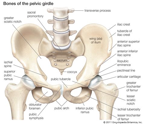 3 enumerate the muscles of true pelvis. pelvis | Definition, Anatomy, Diagram, & Facts | Britannica