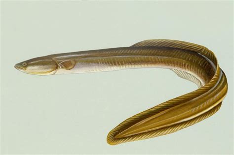 Canadian Eel Tracked To Sargasso Sea X Ray International Dive Magazine