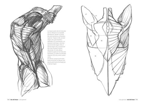 2ºbachillerato De Artes Dibujo ArtÍstico Ii Actividad 9 Anatomía Humana