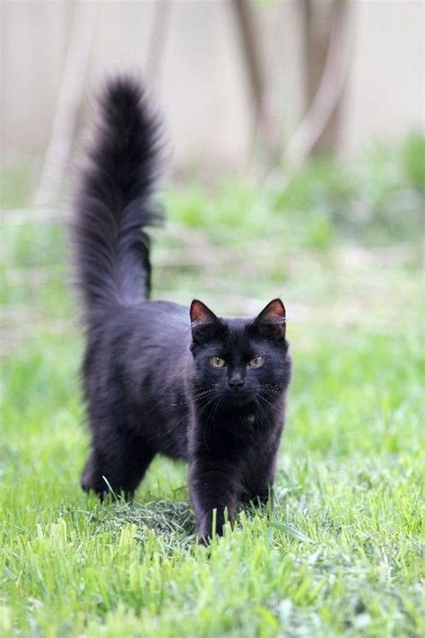 Cat Breeds With Big Fluffy Tails Pets Lovers