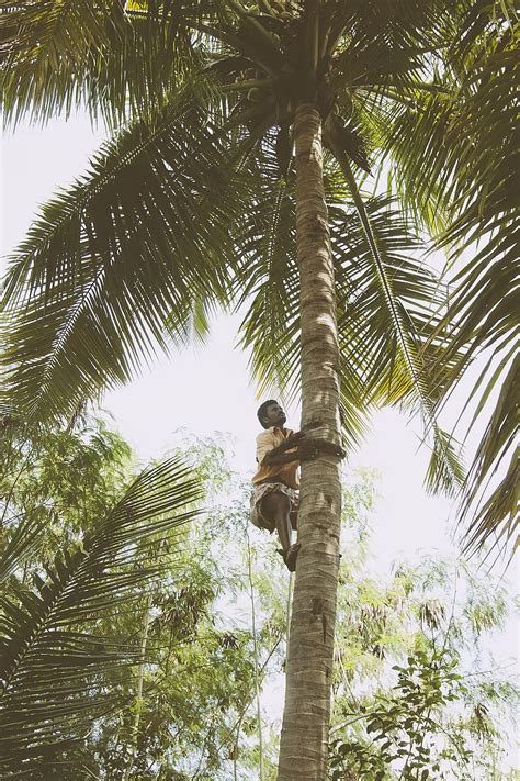 Hd Wallpaper Man Climbing Palm Tree Active Coconut Tree Low Angle