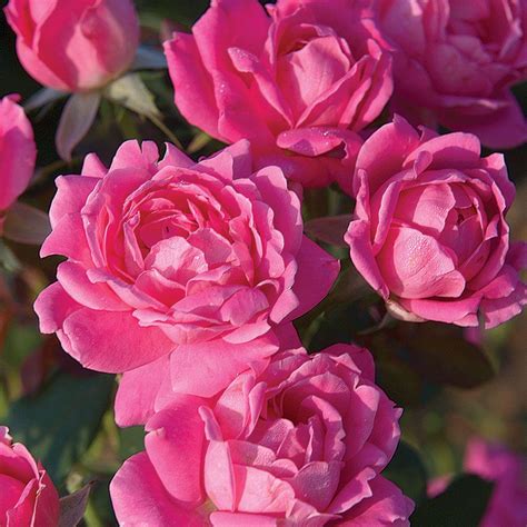 Knock Out Rose 3 Gal Pink Double Knock Out Rose Live Blooming Shrub