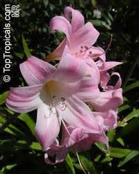 Amaryllis Belladonna Callicore Rosea Belladonna Lily March Lily Naked Lady Toptropicals Com