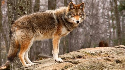 Amazing Facts About Coyotes Animal Encyclopedia