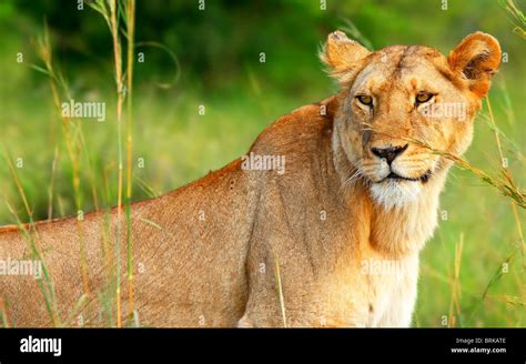 Beautiful Wild African Lioness Africa Kenya Masai Mara Stock Photo