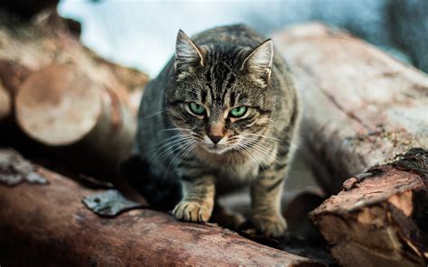 Australian Cats Kill 2 Billion Wild Animals Each Year Live Science