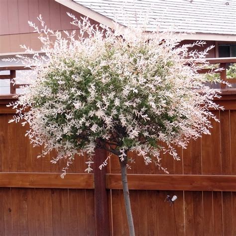 Maybe you would like to learn more about one of these? Salix Integra Hakuro Nishiki | Flamingo Willow Tree ...