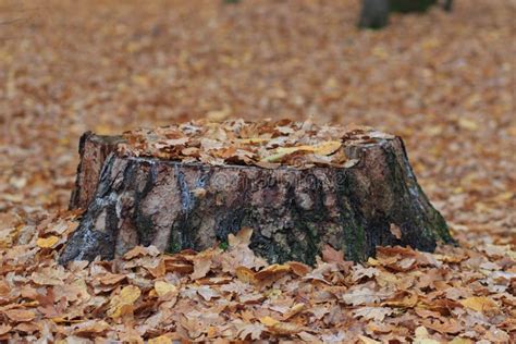 Old Rotten Tree Stump In The Autumn Forest Autumn Mood Withering And