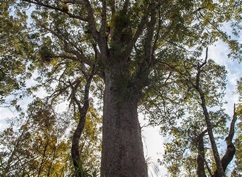 Home Puketi Forest Trust Northland New Zealand