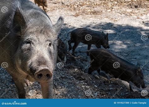 Mother Pig With Her Piglets On A Meadow Eat Farm Agriculture Pork