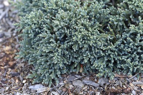 How To Grow And Care For Blue Star Juniper