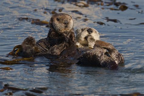 Sea Otters Enhydra Lutris The Morro Bay Harbor Sea Otter Flickr