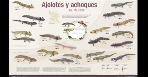 Axolotl Growth Chart