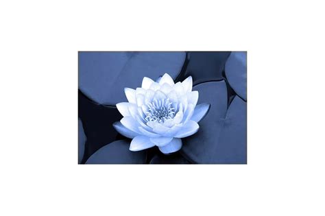99 Lotus Zen Bouddha Fleur Gratuit Photoeva