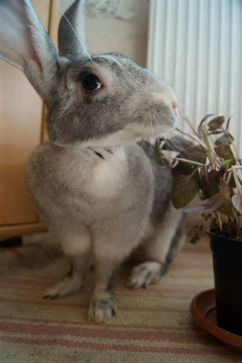 I Have To Say This Is A Very Unique Interesting Beautiful Bunny