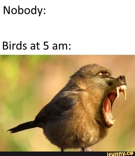 Nobody Birds At 5 Am Memes Animal Memes Ifunny
