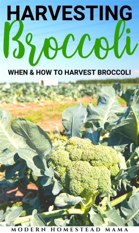 Harvesting Broccoli When And How To Harvest Broccoli Modern