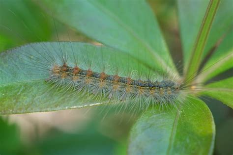 Caterpillar With Hair And Bristles On A Leaf Stock Photo Image Of