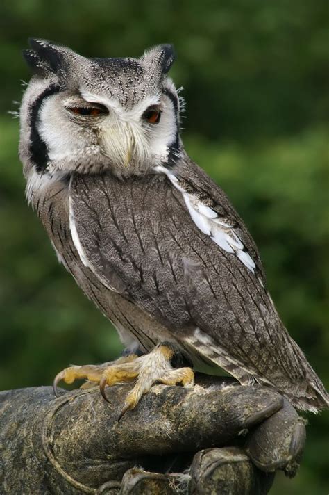 15 Amazing Owl Facts Owl Facts Owl Bird Species