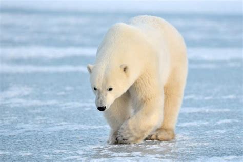 Polar Bear Facts Fact Animal