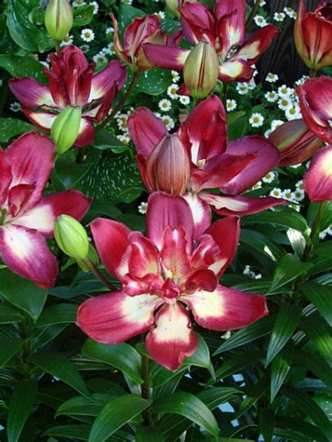 Double Sensation Asiatic Lily 3 Bulbs 1416 Cm Lavender Red