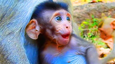 So Cute And Funny Baby Monkey Just Born At The Moment Asking Milk So