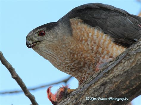 Kim Pearce Photography Birds