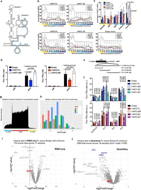 Mapt As1 Represses Tau Ires Mediated Translation In A Mir Dependent Download Scientific Diagram