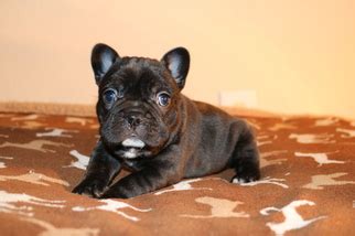 French bulldog breeder based in houston, texas. View Ad: French Bulldog Litter of Puppies for Sale near ...