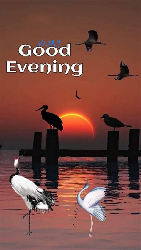 Good Evening Ji In 2023 Good Evening Beautiful Birds Good Morning