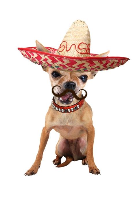 A Small Dog Wearing A Sombrero And Glasses