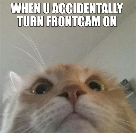 14 Of The Best Cat Memes Of All Time