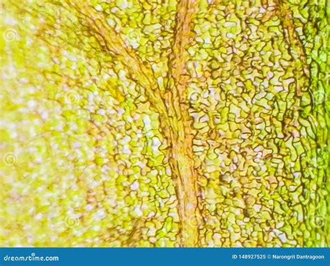 Blur Plant Cells Under Microscope Stock Image Image Of Cell