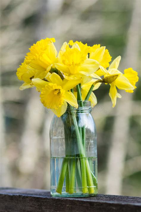Daffodil Flowers In A Jar Stock Image Image Of Daffodils 41008699