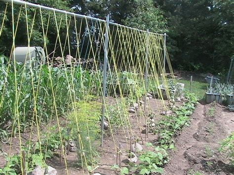 Finished Setup Of Bean Trellis Erics Organic Gardening Blog