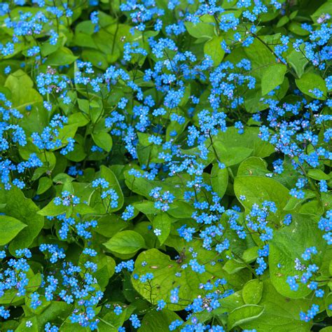 Brunnera Jack Frost Heartleaf Brunnera Siberian Bugloss Brunnera