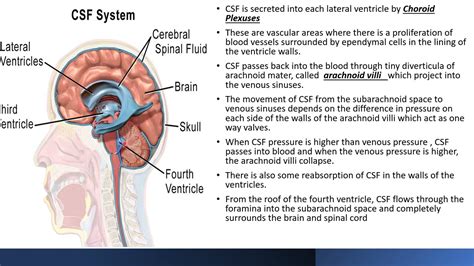 Lecture 5 Ventricles And Csf Youtube