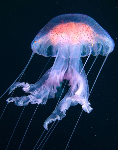 A Pacific Sea Jellyfish In Dark Water The Ocean Ocean Life Sea Life