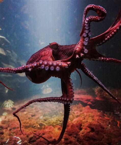 Octopuses ‘punch Collaborating Fish When Hunting Anthropocentrism