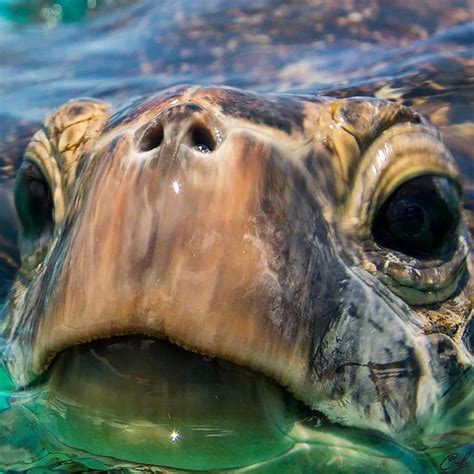 🐢 Hawaii Honu Clarklittle 🆑 Sea Creatures Animals Beautiful Sea
