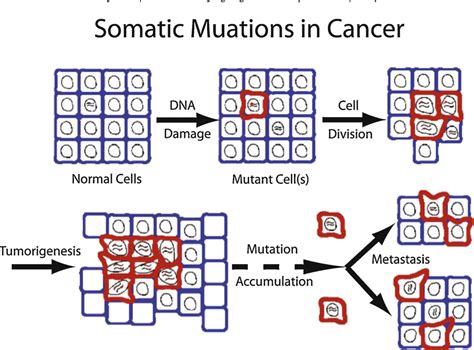 Figure 2 From Somatic Mutations In Aging Cancer And Neurodegeneration Semantic Scholar