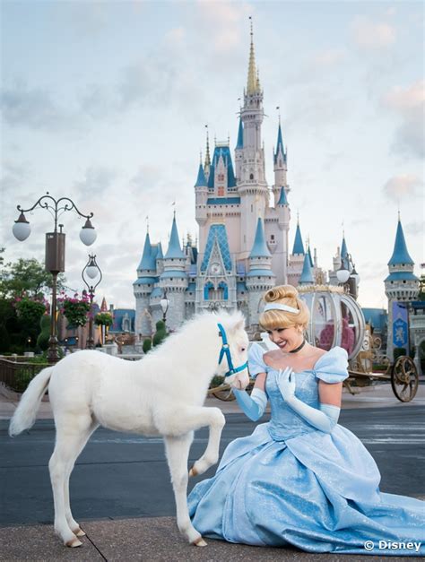 Meet Lilly The Newest ‘cinderella Pony At Walt Disney World Allearsnet