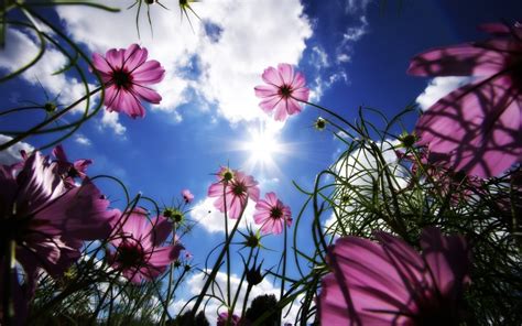 Cosmos Flower Flowers Clouds Worms Eye View Pink Flowers