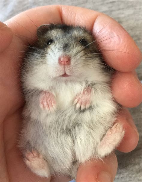 Lil Female Hamster Baby Cute Hamsters Cute Funny Animals Hamsters